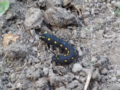japan 草むしりをしていたら、この幼虫をよく見ました。 8月