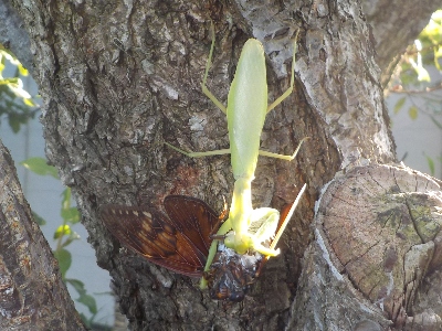 japan 蝉が特別大きな声で鳴いていました。 8月