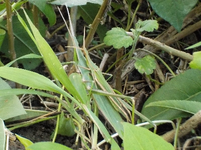 japan オンブバッタの写真を撮りました。 8月