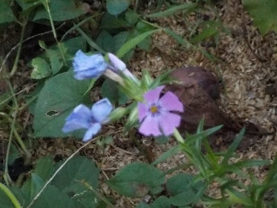 japan シバザクラが狂い咲きしてます。 9月