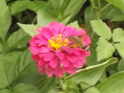 japan 百日草にオオスカシバがいました。 9月