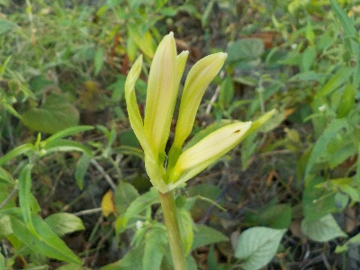 japan 彼岸花の芽が出てました。 9月