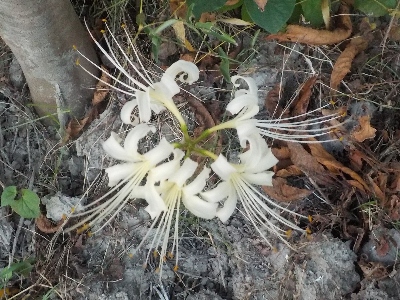 japan 彼岸はちょっと先ですが彼岸花が咲きました。 9月