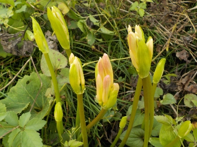 japan 彼岸花がまたにょっきっと出てきました。 9月