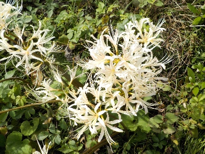 japan 10月にヒガンバナが開花するのはなかなかないかも。 10月