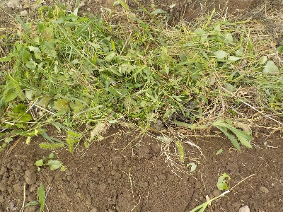 japan 刈り取った雑草を土に埋めました。 10月