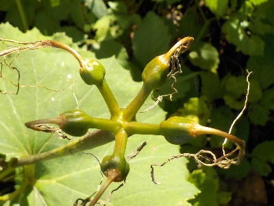 japan ヒガンバナのタネってやっぱり出来ないのかな?。 10月