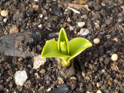 japan 鉄砲ユリの芽が出ました。 11月
