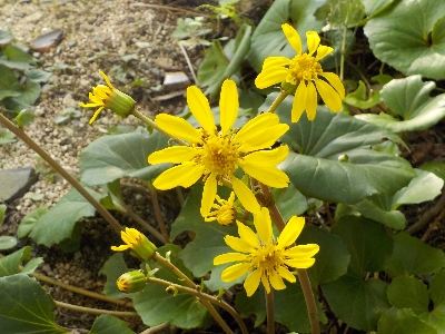 japan 今年のツワブキの花は11月スタートです。 11月