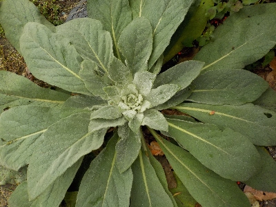 japan 庭にビロードモウズイカが生えています。 11月