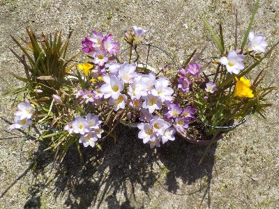 japan フリージアが見頃です。 4月