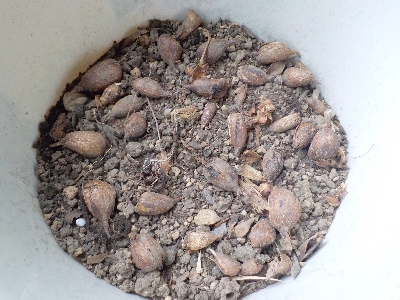 japan フリージアの球根をギュウギュウめに植えました。 11月