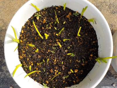 japan フリージアを遅く植えたので、まだ葉っぱが小さいです。 12月