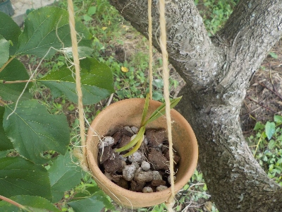 japan 風蘭の植木鉢を木にぶら下げました。 6月