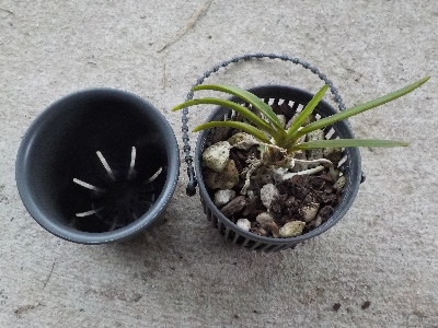 japan 風蘭用に吊り鉢を買いました。 6月