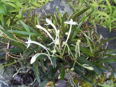 japan 風蘭が岩から外れてしまった。 6月