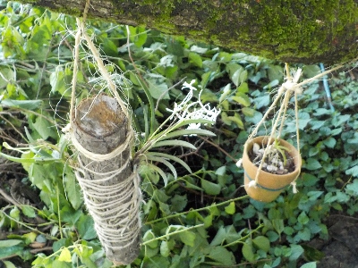 japan 木の枝に風蘭を着けて吊るしました。 7月