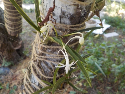 japan 8月半ばに花を咲かせる風蘭です。 8月