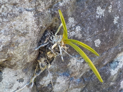 japan 岩に貼り付けていた風蘭を木に移動しました。 8月