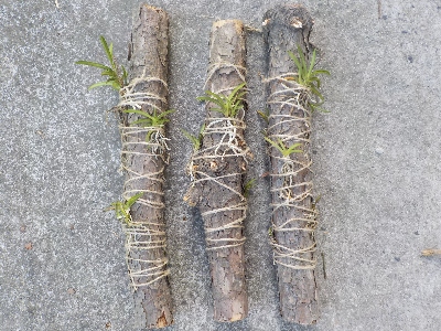 japan 岩に貼り付けていた風蘭を木に移動しました。 8月