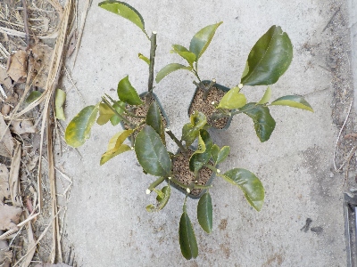 japan ハッサクの挿し木ってやったことなかったかも。 12月