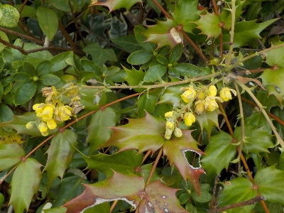 japan ヒイラギナンテンが開花中。 3月