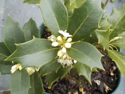 japan 緑色のヒイラギの方が花が目立ちますね。 12月