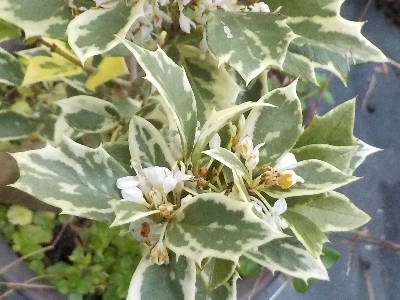 japan 緑色のヒイラギの方が花が目立ちますね。 12月