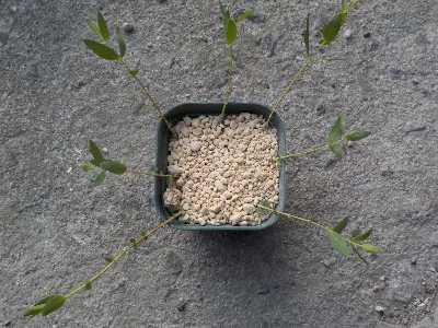 japan ヒペリカムの挿し木。 5月