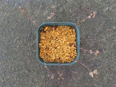 japan ヒペリカムの挿し木は失敗しました。 6月