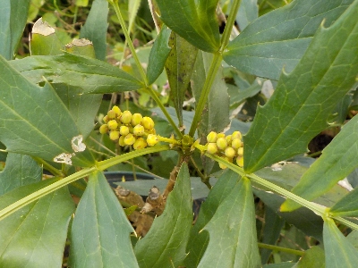 japan もうちょっとでホソバヒイラギナンテンが咲きそうです。 10月