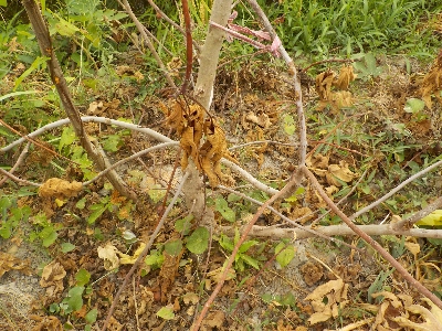 japan 大きなイチジクの木が１本枯れました。 8月