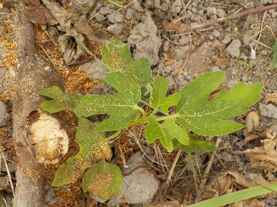 japan 大きなイチジクの木が１本枯れました。 8月