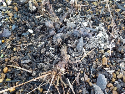 japan らくなりいちごが枯れました。 10月