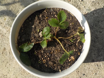 japan 畑からイチゴ苗を持ってきて植木鉢に植えました。 11月