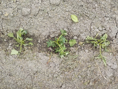 japan 間引いたジャガイモを植えました。 5月