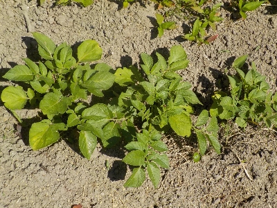 japan 芽かきしたジャガイモがすくすく育ってます。 5月