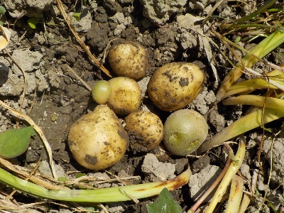 japan 取り残しのジャガイモを引っこ抜きました。 5月