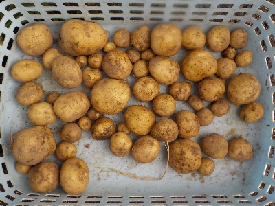 japan 芽かき分のジャガイモを収穫しました。 6月