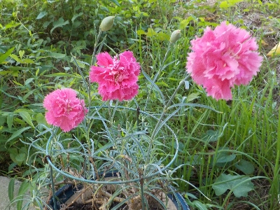 japan カーネーションを木陰に移動しました。 7月