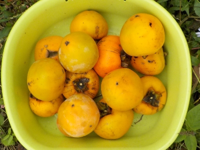 japan カラスが柿を食べていたので収穫しました。10月