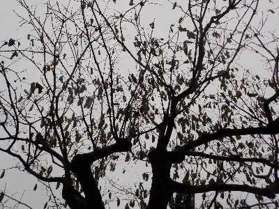 japan 渋柿を大量に収穫しました。 11月