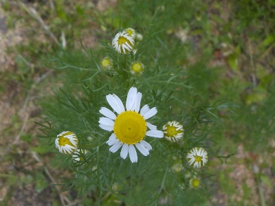 japan カモミールが咲いていました。 5月