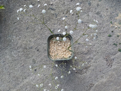 japan カスミソウの挿し芽。 5月