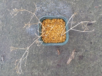 japan カスミソウの挿し芽は失敗しました。 6月