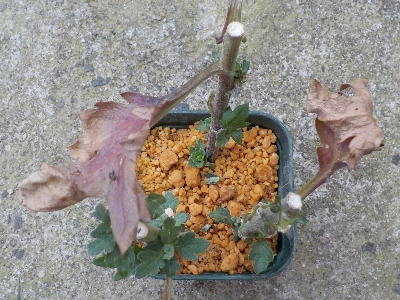 japan 切り花の菊が冬を越しました。 3月