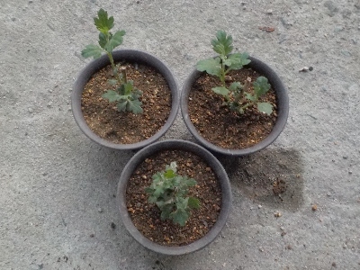 japan 菊の鉢上げをしました。 5月