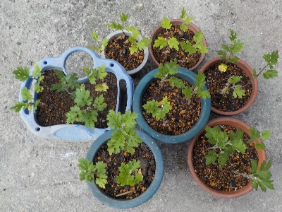 japan 菊の植え替えをしました。 5月