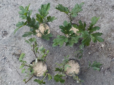 japan 菊の切り戻しで出た枝で刺し芽をしました。 6月