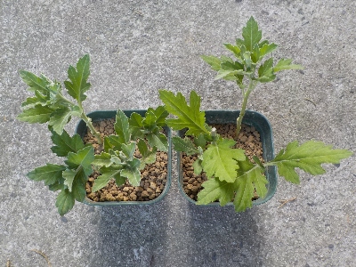 japan 菊の背が高くなったので挿し木しました。8月